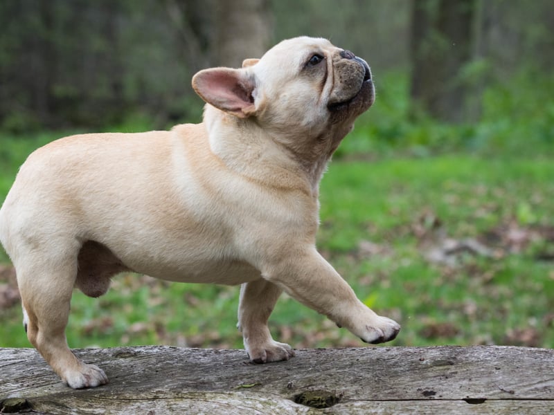 Every step you take, every move you make, your Frenchie will be watching you. The UK's second most popular pet is unlikely to leave you alone for a second.
