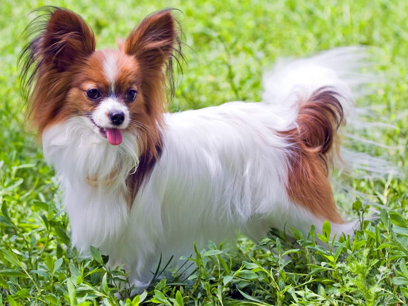 Bred to be glorified lap warmers for French royalty, Papillons are born to stick like velcro. 