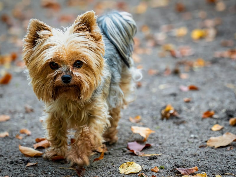 If you are getting a Yorkshire Terrier prepare to never go to the toilet alone ever again - they simply won't let you do anything by yourself. After all, if they did, something bad might happen. These dogs used to be used to catch rats, but now the only thing most of them hunt are cuddles and affection. 