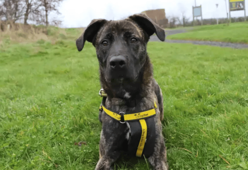 Looking to find her paws in a home of her own is Paisley. Adopters who are active and up for continuing training will be ideal for Paisley. Having positive outlets to channel her bundles of energy into will keep her happy and entertained. Following a successful meet at the centre Paisley could live with another dog.