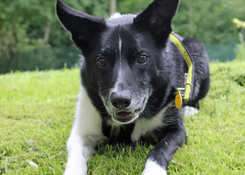 Star is looking for a home with a family who are happy to continue training and keep him entertained mentally and physically. He is housetrained although any time on his own will need building up. Star much prefers the company of his humans over other canines, so he’ll be best suited to being an only pet.