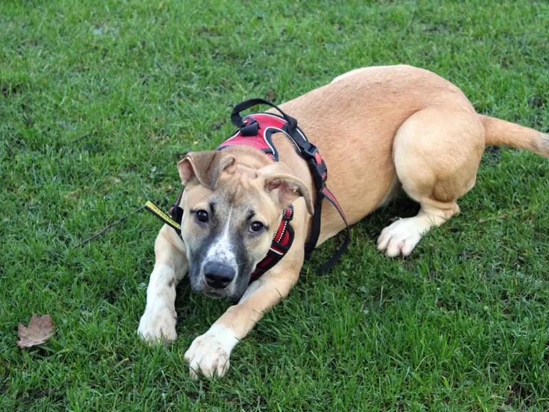 Ella is a Staffordshire Bull Terrier cross puppy. Ella cannot live with other pets or children under the age of 16 due to her grabbing behaviour. She will need a family committed to some proper training, as well as all her basics. A few meets at the centre will be required before she goes home, along with a one to one session with the Dogs Trust training and behaviour team.