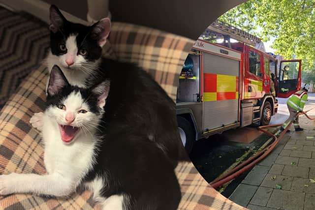 Cats saved by firefighters after Christmas Day house fire