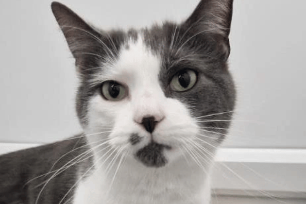 Mittens came into our care as his owner could no longer keep him. He is a very friendly and affectionate boy who likes to tell you about his day. He has a strong purr to let you know that he is enjoying the attention. He has a grade 3 heart murmur, for which the staff can give you more information. He is now looking for his new home, where he will be the only cat.