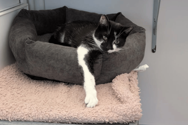 Freddie came into care after his owner passed away. He is a very friendly young boy who loves attention
He can be a little nervous at first, but once he is settled, he will be straight over for some fuss. He is looking for a new home where he can be the centre of attention.