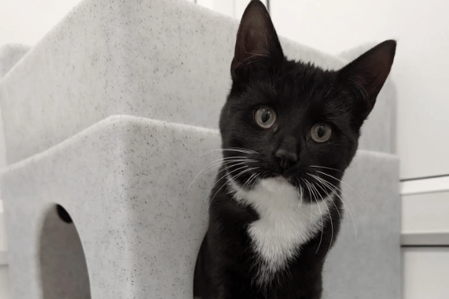 Elton John needs to be rehomed with his brother, Elvis. Elton is a confident, outgoing cat with a big personality and an even bigger heart. From the moment he walks into a room, he knows he belongs there. He's curious, playful and full of energy.