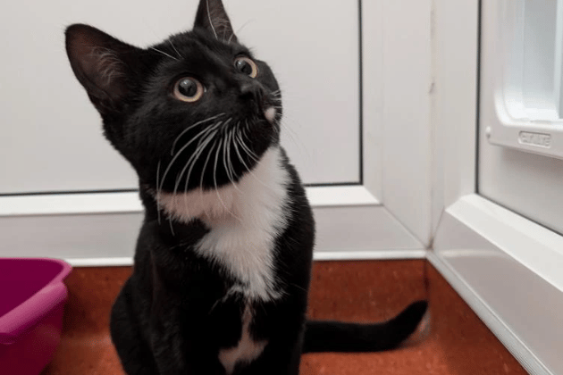 Elvis needs to be rehomed with his brother, Elton John. Elvis is ready to find his forever home. He may be a little shy when he first meets new people, but once he feels safe and comfortable, his friendly nature really shines