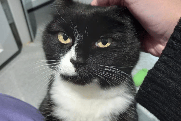 Kitty is a lovely senior girl who sadly came into care as she was not accepting of a new baby in the household. We will be looking for a child-free household for Kitty where she can spend a relaxing retirement having all the attention to herself. Kitty takes a little time to warm up to new people, but when she does, she is a very loving cat. Kitty does have some osteoarthritis in her back and takes a daily medication.
