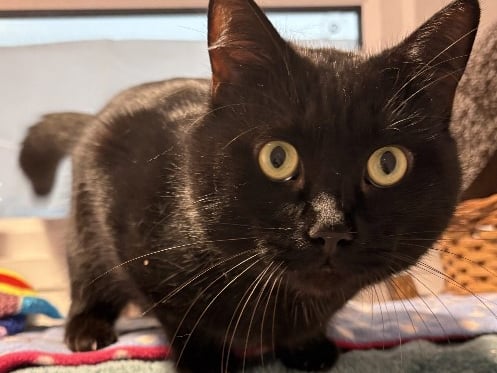 Otto is a shy three-year-old domestic short hair cat who is  quiet boy during the day. 