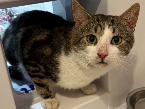 Parker is a two-year-old domestic short hair who is hoping to find a forever home. 