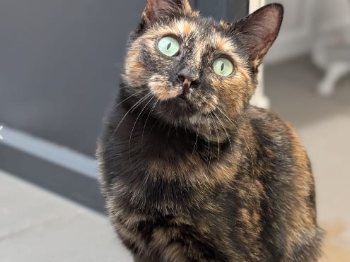 Dotty is a one and a half-year-old domestic short hair cat who has been described as "a very affectionate and loving little girl" who "craves human companionship."