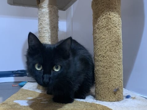 Poppy is a one-year-old domestic long hair who "has had a difficult start to life" and is now looking for a loving home with patient owners. 