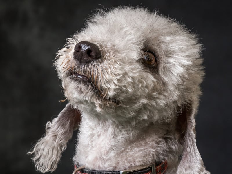 Several Bedlington Terriers have become 'Insta-famous' on social media due to their incredibly smiley faces. They may have been bred to hunt rats, but those Hollywood smiles are now more likely to catch the attention of cameras.