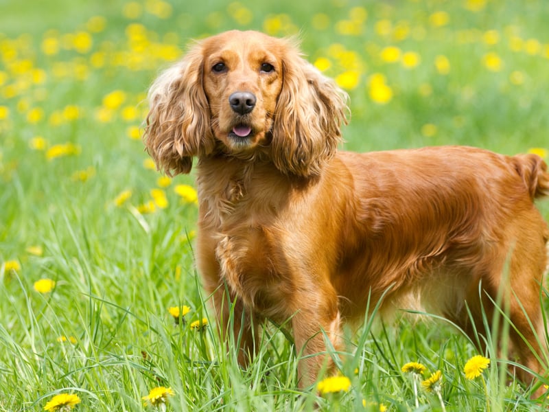 We've known Cocker Spaniels who wag their tails so much that they continue even when they are asleep. This is a happy breed that embrace life to the full - always looking for the next adventure.