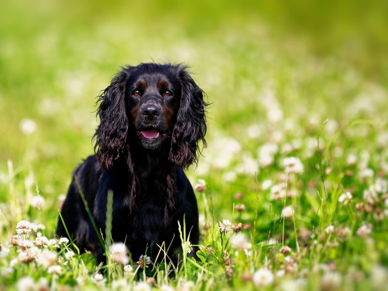 What spaniel breed is the happiest - the Cocker Spaniel or the Springer Spaniel? We reckon it's an adorable dead heat.