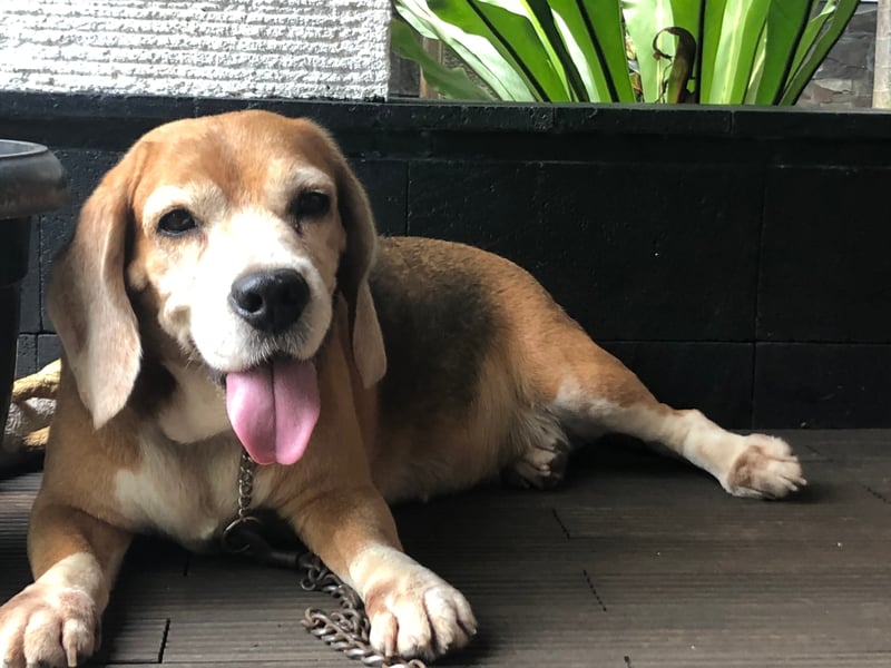 The American Kennel Club has it spot on when it describes the Beagle as "happy-go-lucky, merry, and friendly". When most dogs are happy they wag their tails, when a Beagle is happy they somehow manage to wag their entire body.