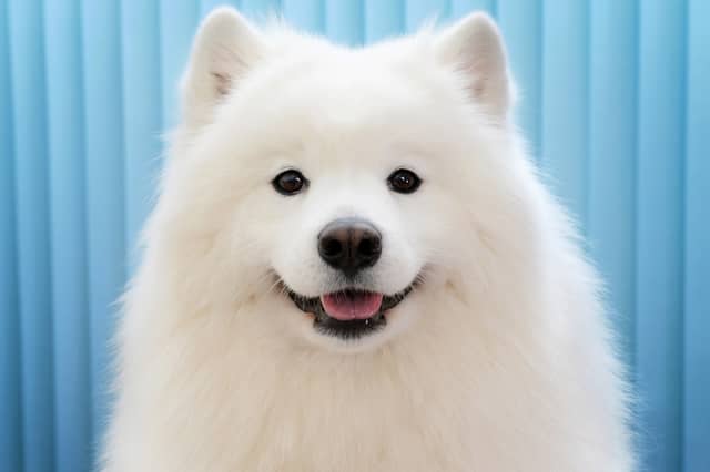 Some dog breeds are naturally happier than others.