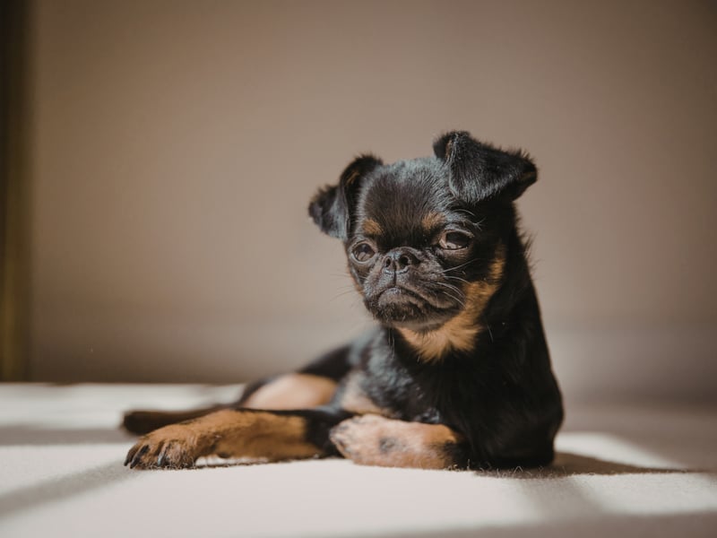 Another small dog breed overflowing with joie de vivre is the cheeky Brussels Griffon. Sometimes their cheeriness can grow into slight self-importance, but these wee pooches could never be described as glum or introverted.