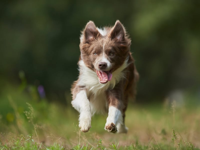 The most intelligent dog in the world is also one of the most naturally happy. We're not sure if there's any animal that's happier than one of these VERY good dogs out for adventures with their beloved owner.