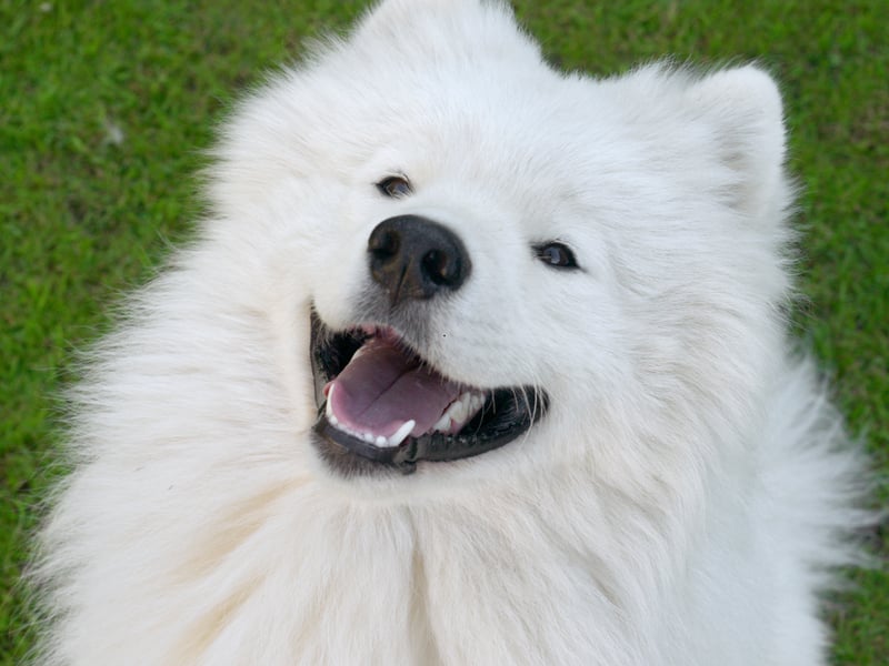 Nicknamed the 'Smiling Sammie', this breed literally looks like it’s grinning most of the time. It's the Joker of the dog world, without the evil schemes. Samoyeds are affectionate, sociable, and gentle, with a love for both play and snuggles that keeps them - and their owners - content.