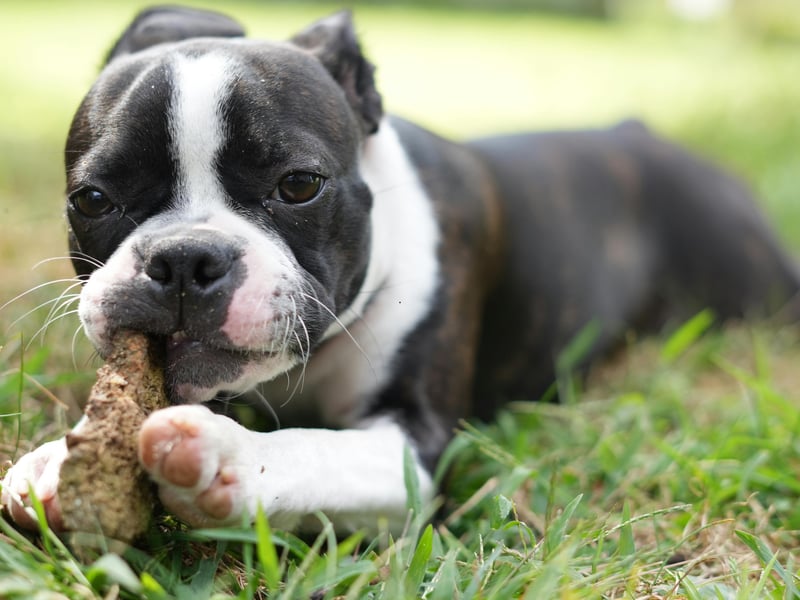 With their tuxedo-like coat and bright personality, Boston Terriers are natural entertainers - the dog that would most likely win a spot at the Royal Variety Performance. They are playful, affectionate, and humorous. Their love of clowning around and showing off, means they make everyone around them smile too.