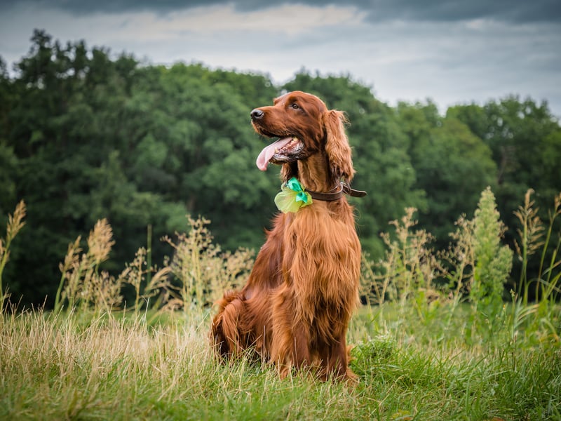 Every time you take an Irish, or Red, Setter out for a walk it would appear to be the first time - such is the joy they eminate in parks, fields and the countryside. Setters never get tired of playing with their families, a constantly-wagging tail demonstrating just how happy they are. Their distinctive red colour made them easy for hunters to see when using them to help find game.