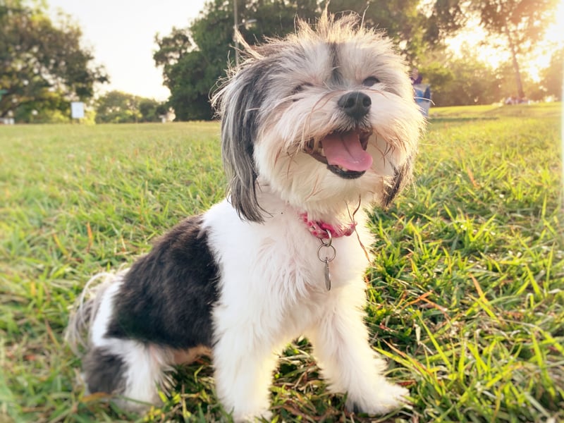 Havanese dogs are social butterflies who adore human companionship - like The Carpenters, they just want to be 'Close to You'. Their bouncy, cheerful personality and playful behavior make them thrive in loving homes where they get plenty of interaction. These happy wee dogs like being the centre of attention.