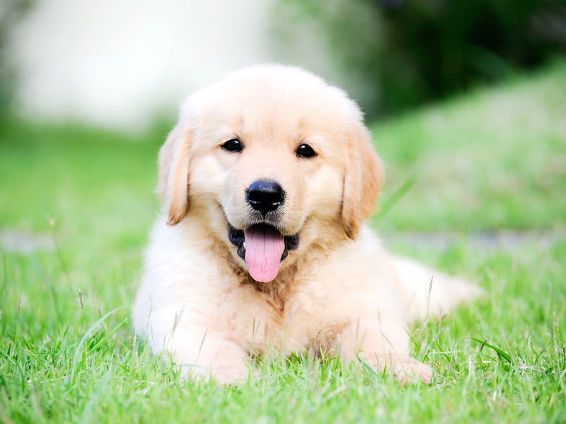 Next up is Teddy, a name meaning 'wealthy guardian' or 'gift of God'. It's most closely associated with American President Theodore 'Teddy' Roosevelt and the teddy bear.