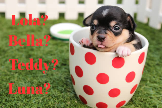 Dog names 2026