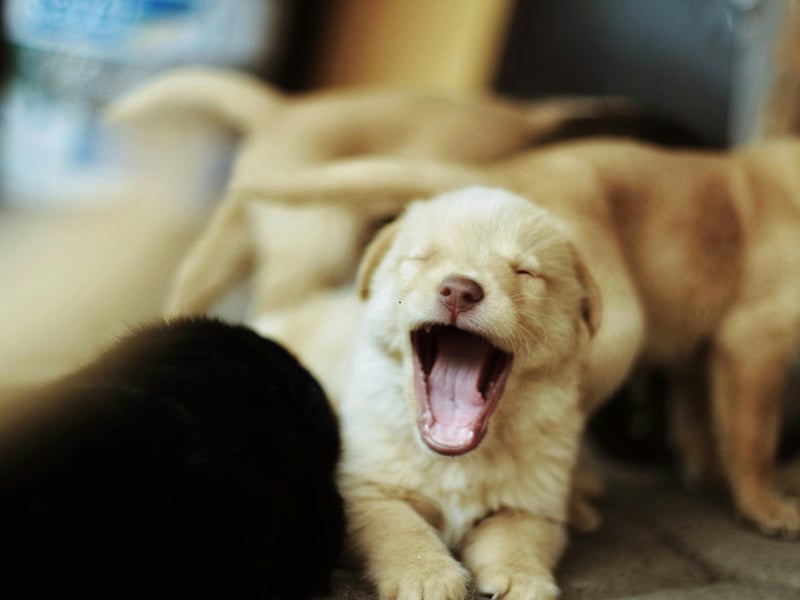 There's a new top dog when it comes to puppy names and it's Bella. It is a name of Italian origin and simply means 'beautiful'. Which all dogs obviously are.