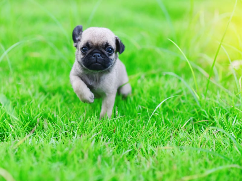 Luna has been the most popular dog name for a number of years but has now dropped down to third place. Of Latin origin, it simply means 'moon'.