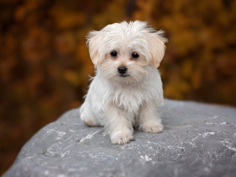 Alfie is an English name, short for Alfred, that means 'elf counsel' or 'wise'. 