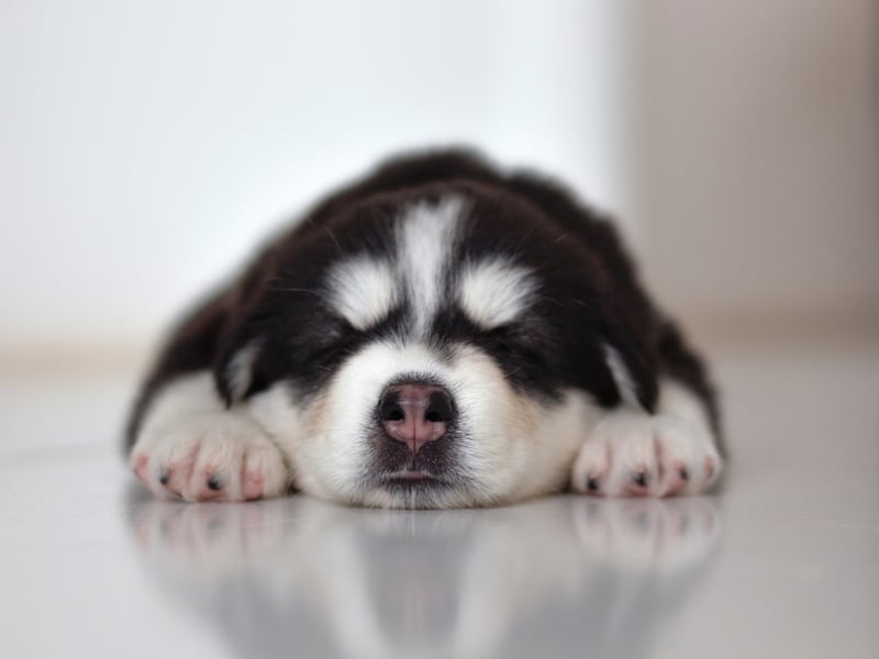 Completing the top 10 top puppy names is Charlie. It's a Germanic name that means 'free man or 'warrior'.