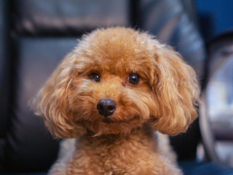Intelligent, hypoallergenic, and versatile, Poodles adapt well to family life. They’re gentle with children, easy to train, and available in three different sizes - standard, miniature and toy - to match the size of your home and how active your lifestyle is.