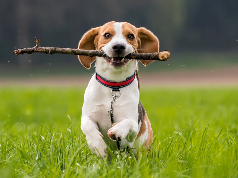 A more compact size family hound, Beagles tend to get on very well with children and love to play. 