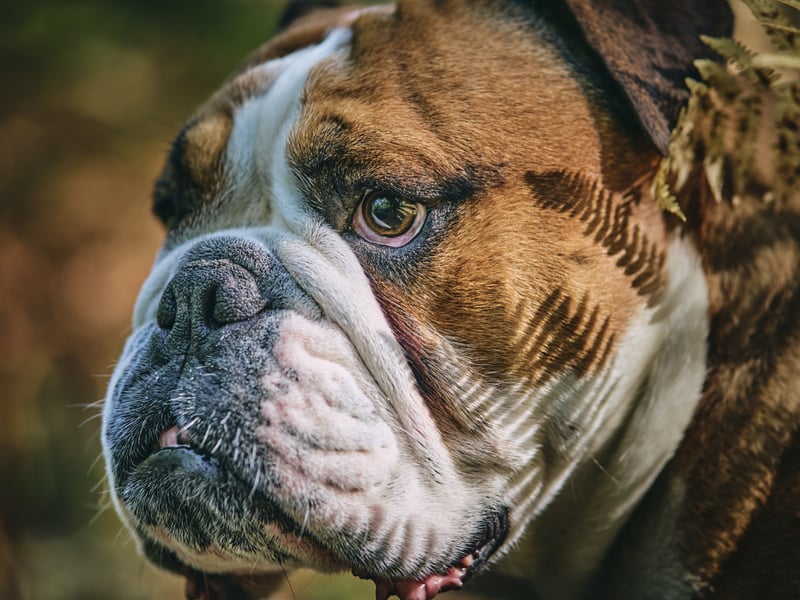 They may sometimes look a little grumpy due to their distinctive wrinkles, but the adaptable Bulldog's calm and relaxed nature makes it a perfect choice for families with young children. 