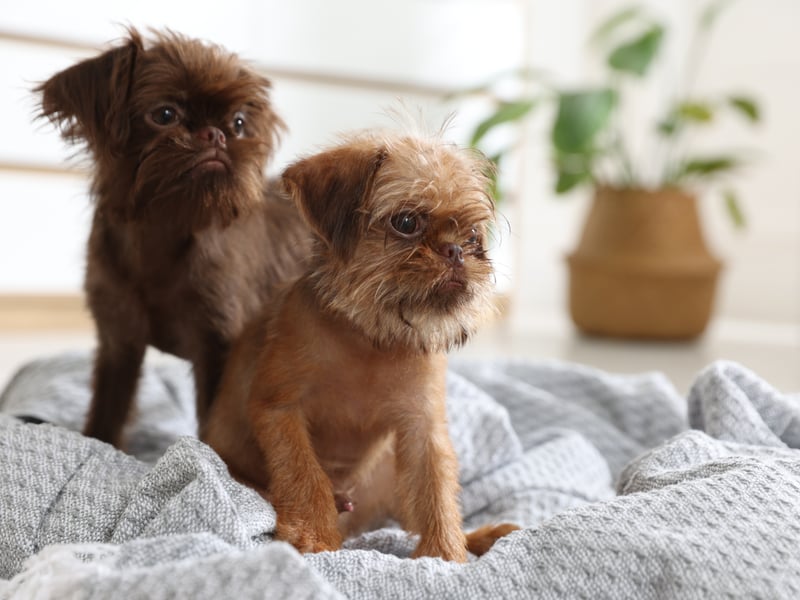 Ideal for families with less room at home, the Brussels Griffon is a small, child-friendly breed with a great sense of humour and happy to live in a flat. 