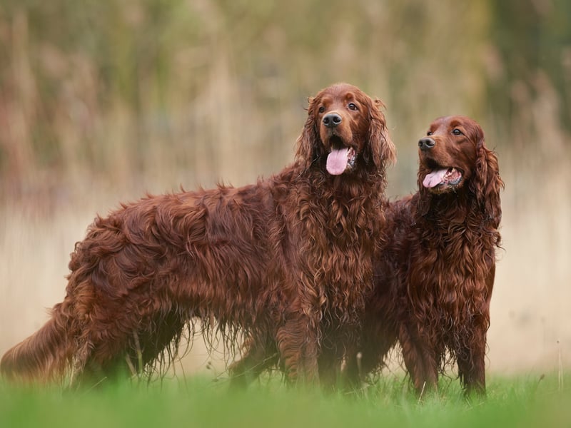 The noble-looking Irish Setter is an outgoing and sweet-natured breed that loves big long walks and plenty of cuddles from the younger members of the family. 