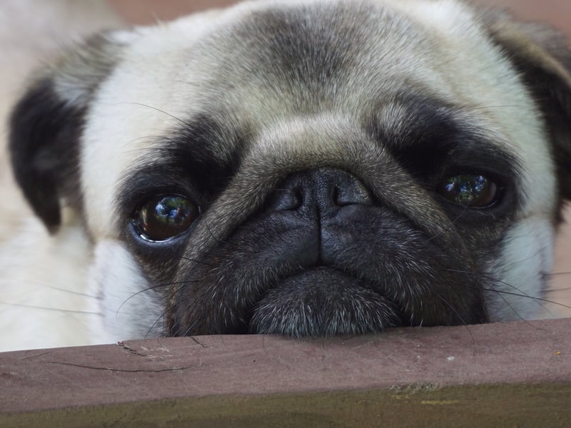 Pugs are known to have a special affinity with children and are likely to become best buddies with the youngest member of the family within a wag of a tail. They are eager to please, easy to train, and very loving. 