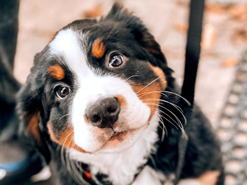 A breed that's as gentle as it is large, the Bernese Mountain Dog is incredibly affectionate and famously patient with children - no snapping here! They enjoy outdoor play, especially when it's not too hot, and have a generally calm and sweet disposition. 