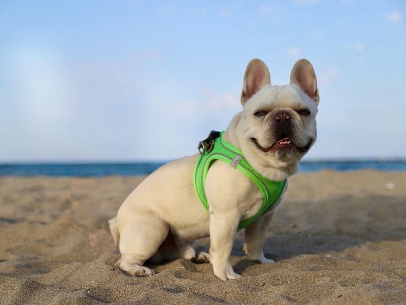 Currently the second most popular dog in the UK, the French Bulldog, is also one of the best for families. They are playful, smart, cuddly, adaptable, and don't need a huge amount of exercise.