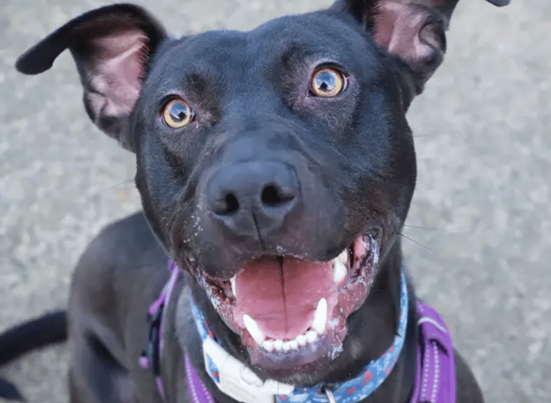 Jet is a very handsome one-year-old Lurcher who had a very unsettled start to his young life. This has left him quite low in confidence and needing patient, resilient adopters who will take time settling him in and continue the great training he's been doing with us. He needs quite a specific home due to his training needs so he must be the only pet in a adult only home.