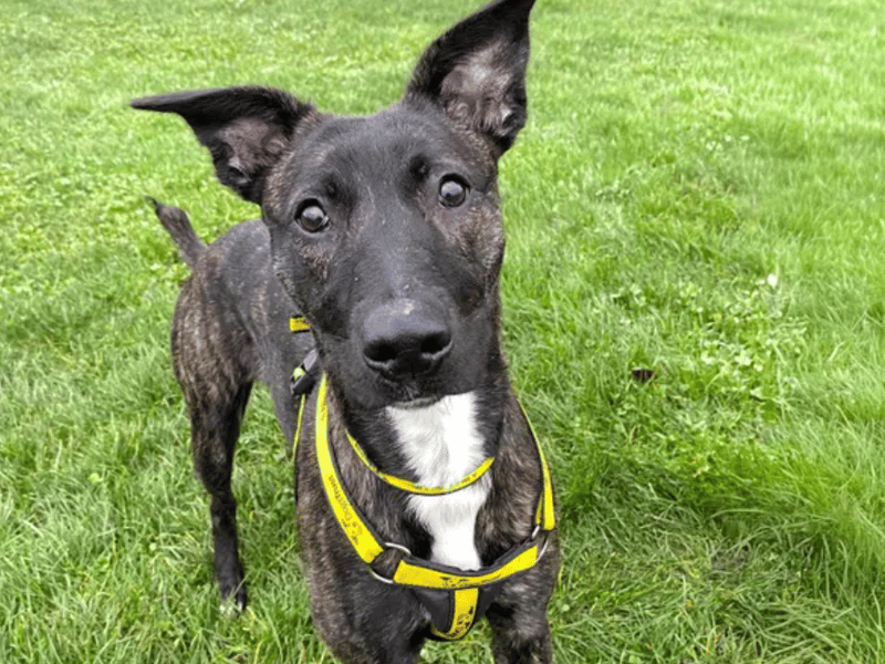 Sass is an energetic girl full of fun and beans! She is looking for like-minded owners up for training and fun. She’s a young girl who will benefit from having someone around to help her settle and to put training in place. Sass is such a smart cookie and loves putting her nose to good use. She makes a star pupil and thrives with a variety of training activities.