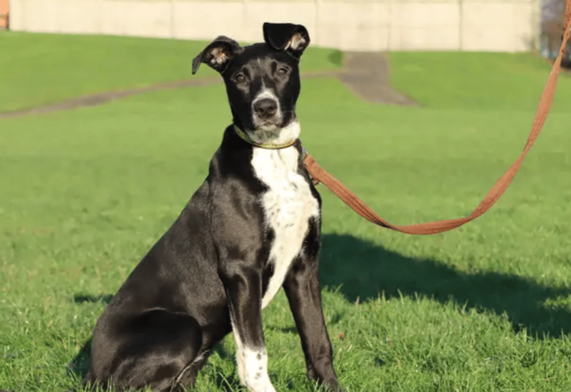 Pandora is an exuberant young girl ready to find her forever home. She’ll thrive with adopters who are passionate about doing training and activities with their dog. Pandora is a real live wire and will benefit from channelling that energy into positive outlets. As well keeping her mentally and physically entertained, she’ll need a bit of support with her basic training too.
