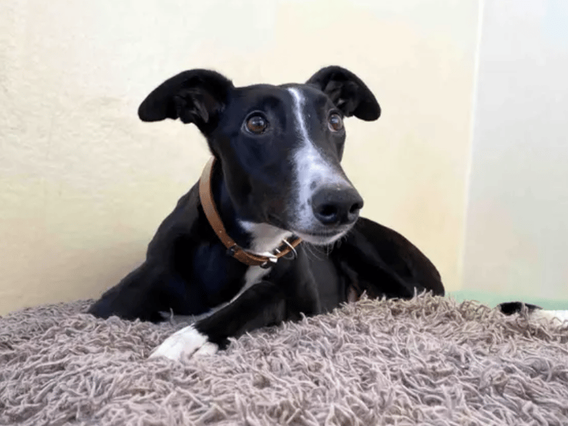 Mollie is a shy girl who is in need of a confidence boost. A quieter, calm home will suit her best. Mollie’s new family will need to be patient as she settles into home life. A home with an existing confident, friendly dog which can help bring Mollie out of her shell will be ideal. Mollie can live with teenagers who also share the understanding of taking things at her pace.