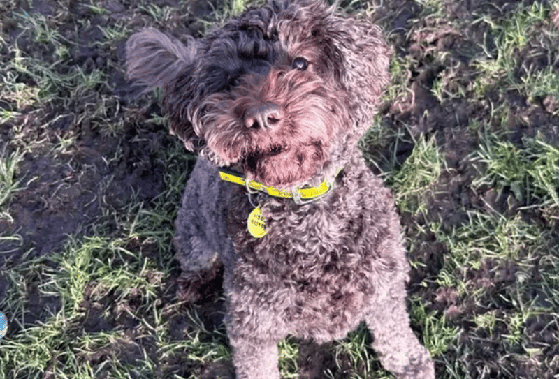Basil is our super sweet eight-year-old Cockapoo. He adores being around people and being your little shadow. Going for walks is one of his favourite hobbies, getting to have a good old sniff and explore around new places. He also loves to play with a ball and chase it around, and around, and around.