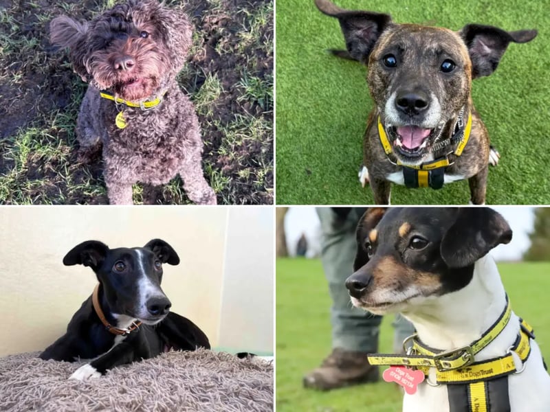 All these dogs are searching for their forever homes.