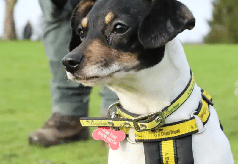 Poor Clementine is an adorable Jack Russell who was found abandoned as a stray just before Christmas. Staff believe her to be around 10-year-old and she really is such a sweetheart. She loves people and will be up on your knee before you know it! She likes a quiet life where she will get plenty of attention so will need to be the only pet in a home with no young children.
