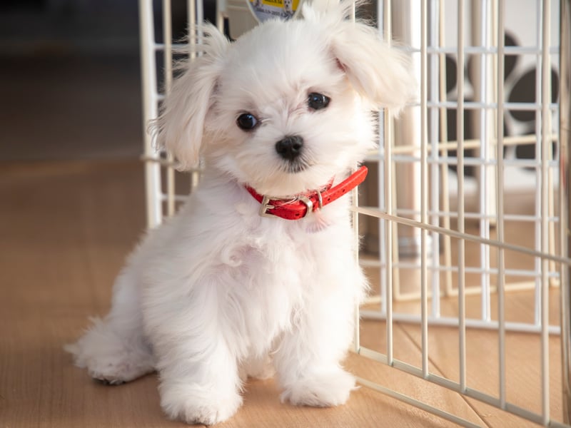 One of the smallest dog breeds, Maltese may be tiny but they are also one of the most empathetic pets and are often used as therapy dogs. They need very little outdoor exercise and even giving them their daily brush can be fairly therapeutic and relaxing. 