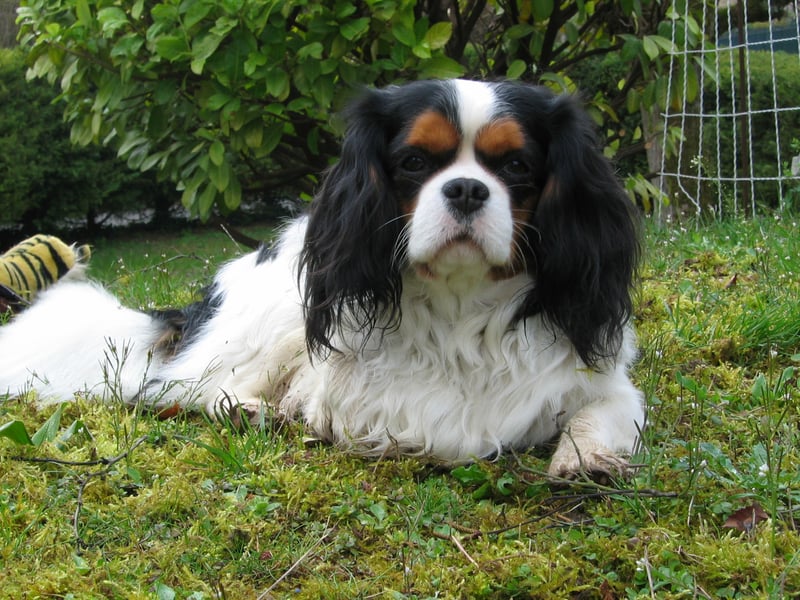 The diminutive Cavalier King Charles Spaniel requires a little more grooming than other breeds of small dog, but they are quiet, intelligent, easy to train, and never happier than when they are snuggled up in your lap. 